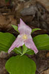 White trillium